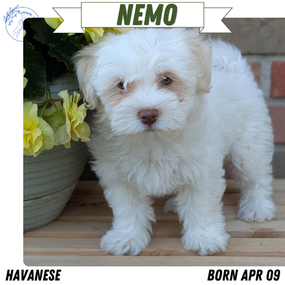 HAVANESE (APR 09) MALES