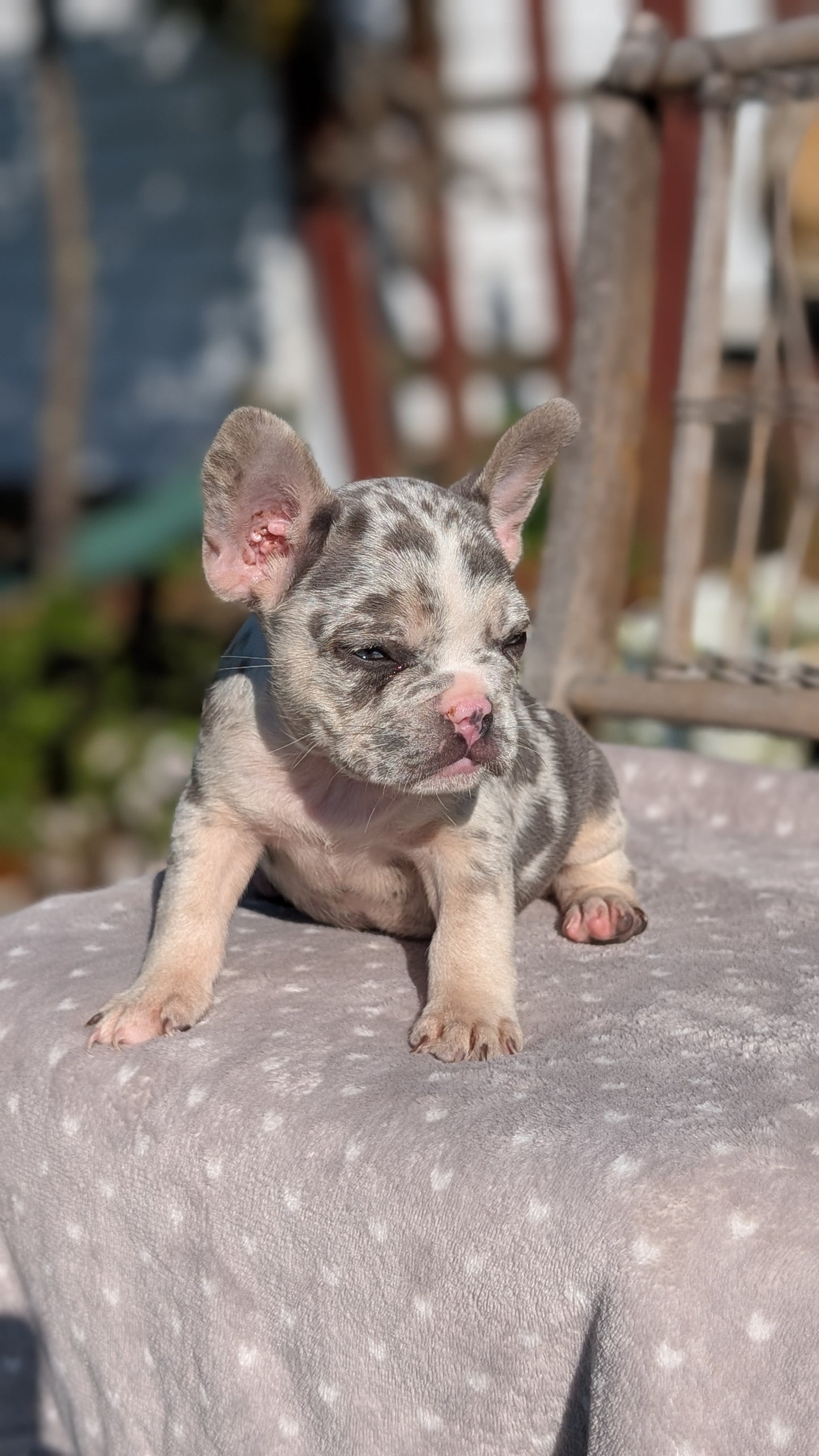 FRENCH BULLDOG (07/29) MALE