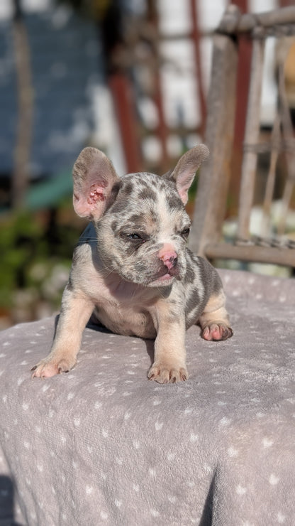 FRENCH BULLDOG (07/29) MALE