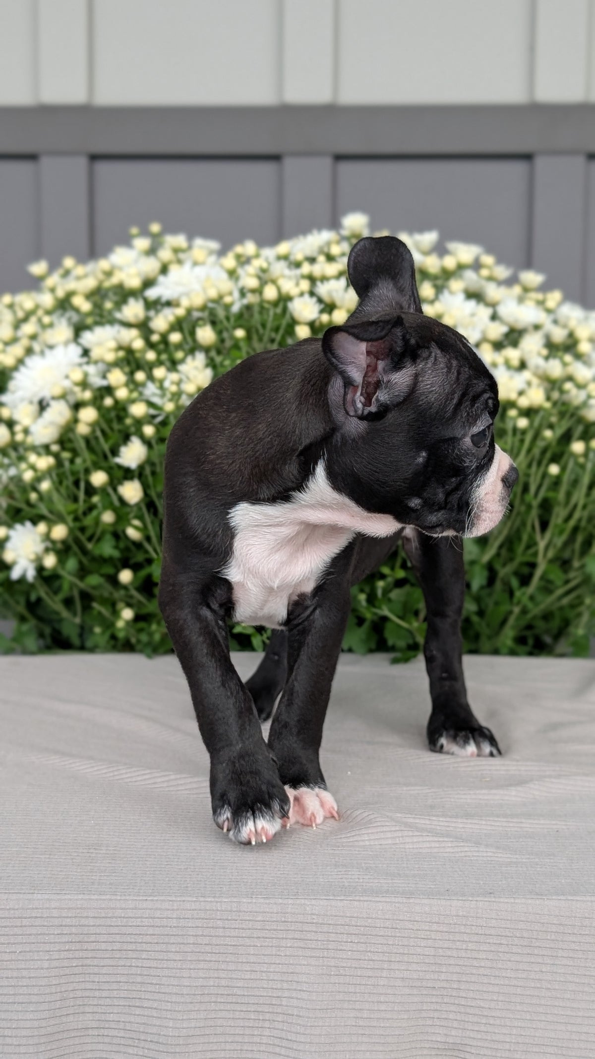 BOSTON TERRIER (JUL 11) 4 FEMALES/4 MALES