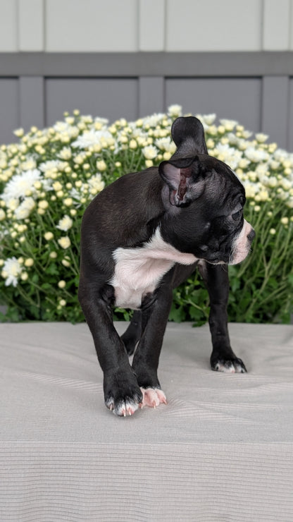 BOSTON TERRIER (JUL 11) 4 FEMALES/4 MALES
