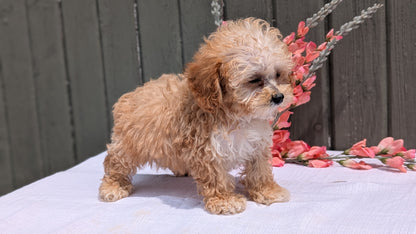 MINI POODLE (MAY 12) MALES