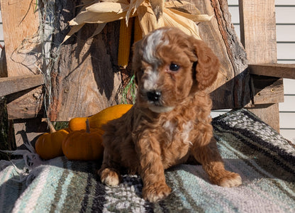 CAVAPOO (OCT 02) MALES