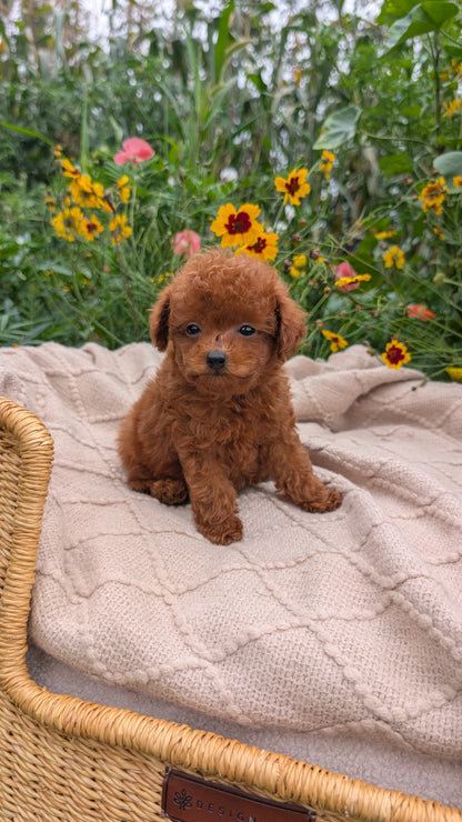 TOY POODLE (07/01) MALE