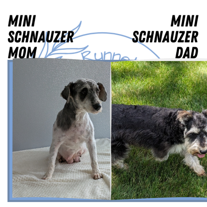 MINI SCHNAUZER (01/08) FEMALE