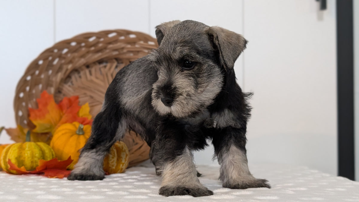 MINI SCHNAUZER (AUG 27) 4 FEMALES/1 MALE