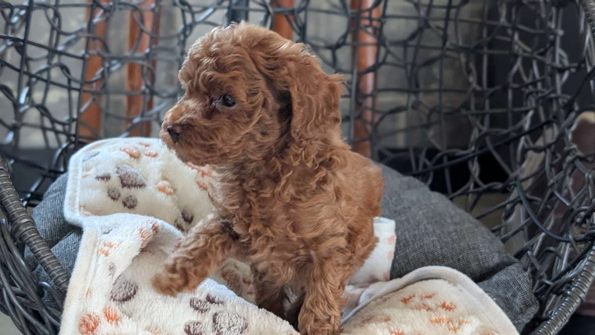 TOY POODLE (SEP 10) 4 MALES/2 FEMALES
