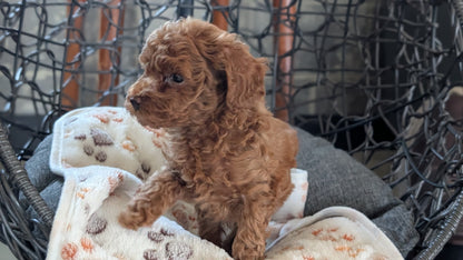 TOY POODLE (SEP 10) 4 MALES/2 FEMALES