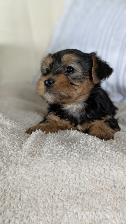 YORKSHIRE TERRIER (02/25) FEMALE