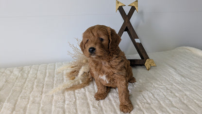 MINI GOLDENDOODLE (03/28) MALE