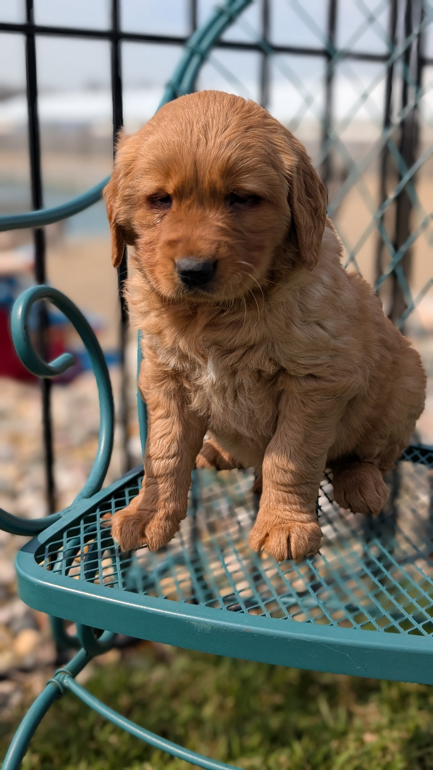 GOLDEN RETRIEVER (FEB 04) MALE