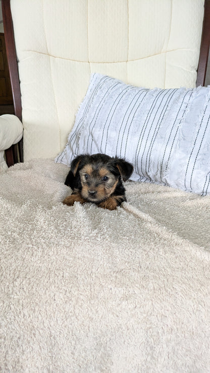 YORKSHIRE TERRIER (02/25) FEMALE