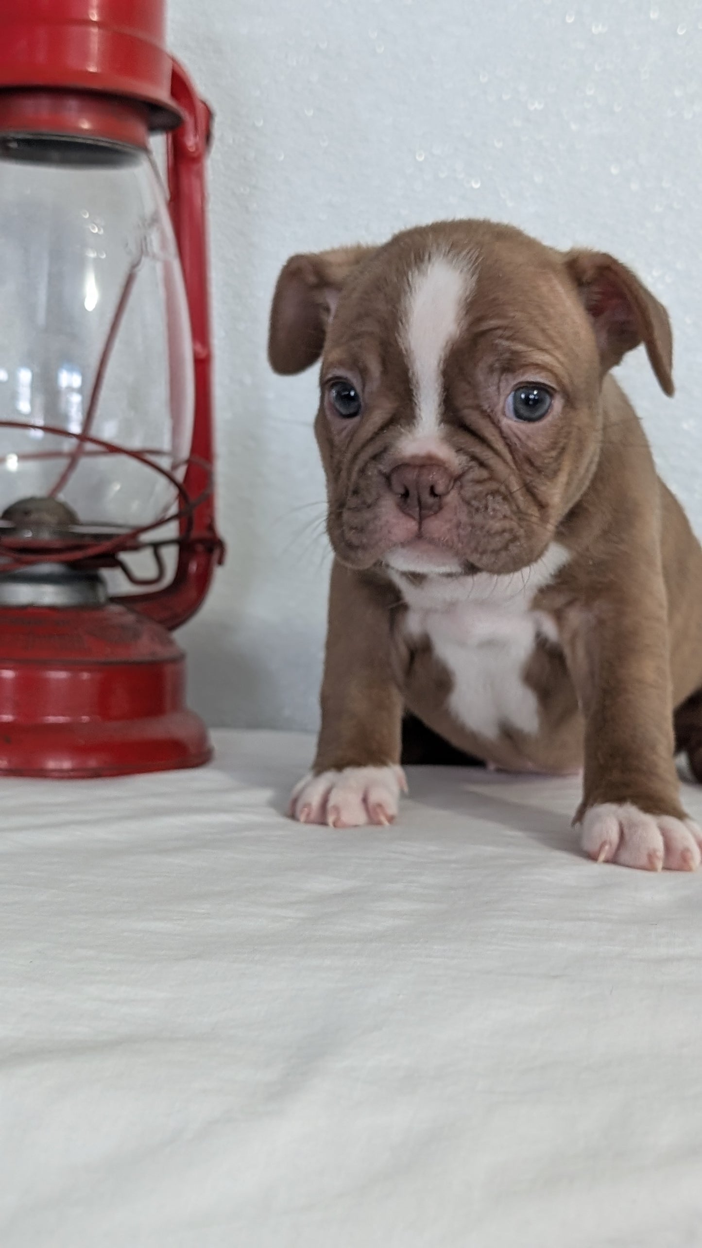 FRENCHTON (NOV 15) FEMALES