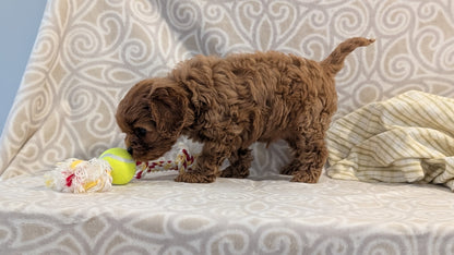 CAVAPOO (FEB 24) MALES