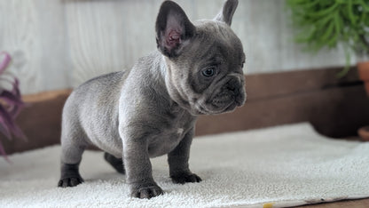 FRENCH BULLDOG (NOV 22) FEMALE