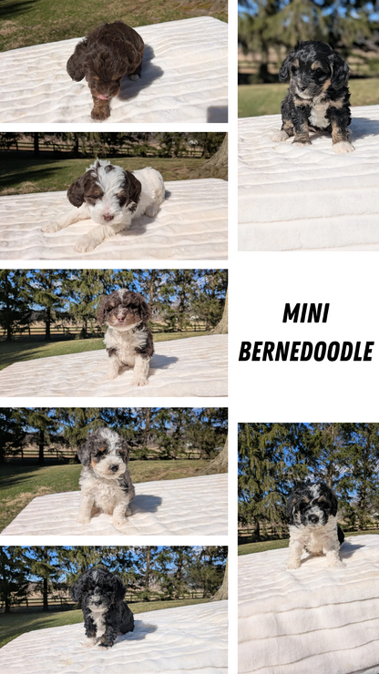 MINI BERNEDOODLE (02/09) MALE