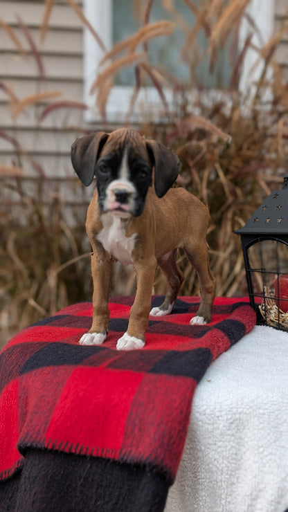 BOXER (08/20) FEMALE