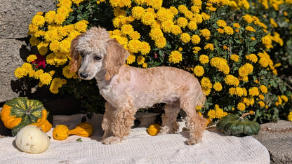 MINI POODLE (05/19) FEMALE