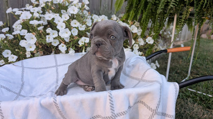 FRENCH BULLDOG (07/15) MALE
