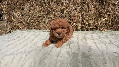 MINI POODLE (03/18) FEMALE
