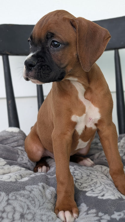 BOXER (JUN 11) MALES