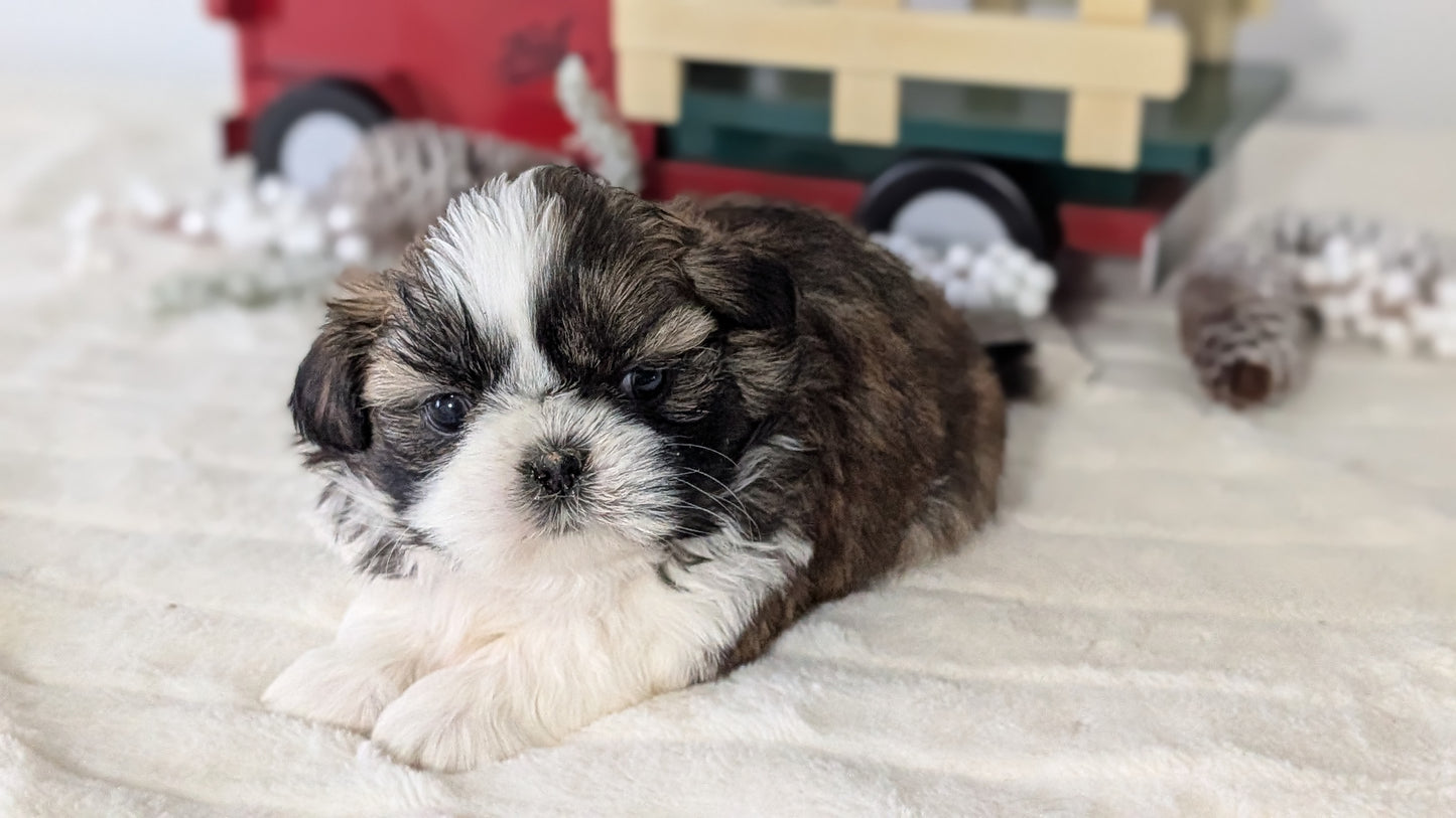 SHIH TZU (DEC 03) MALES