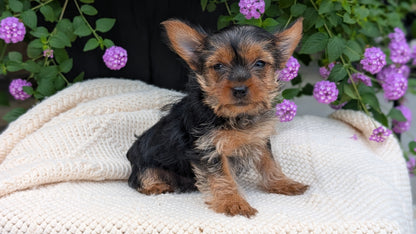 YORKSHIRE TERRIER (MAY 20) FEMALE