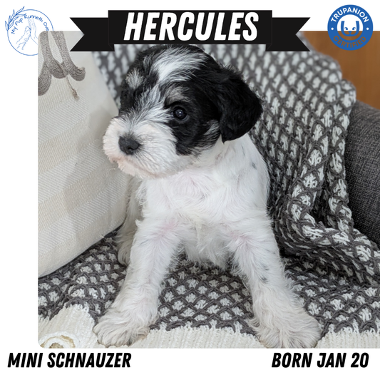 MINI SCHNAUZER (01/20) MALE