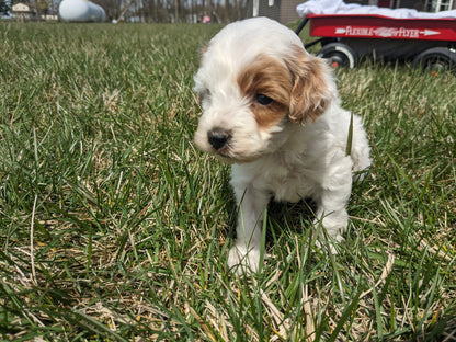 COCKAPOO (03/09) FEMALE
