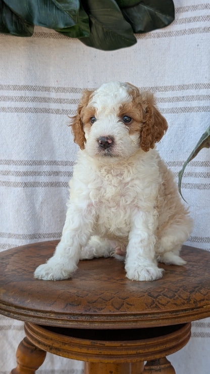CAVAPOO (MAY 23) MALES