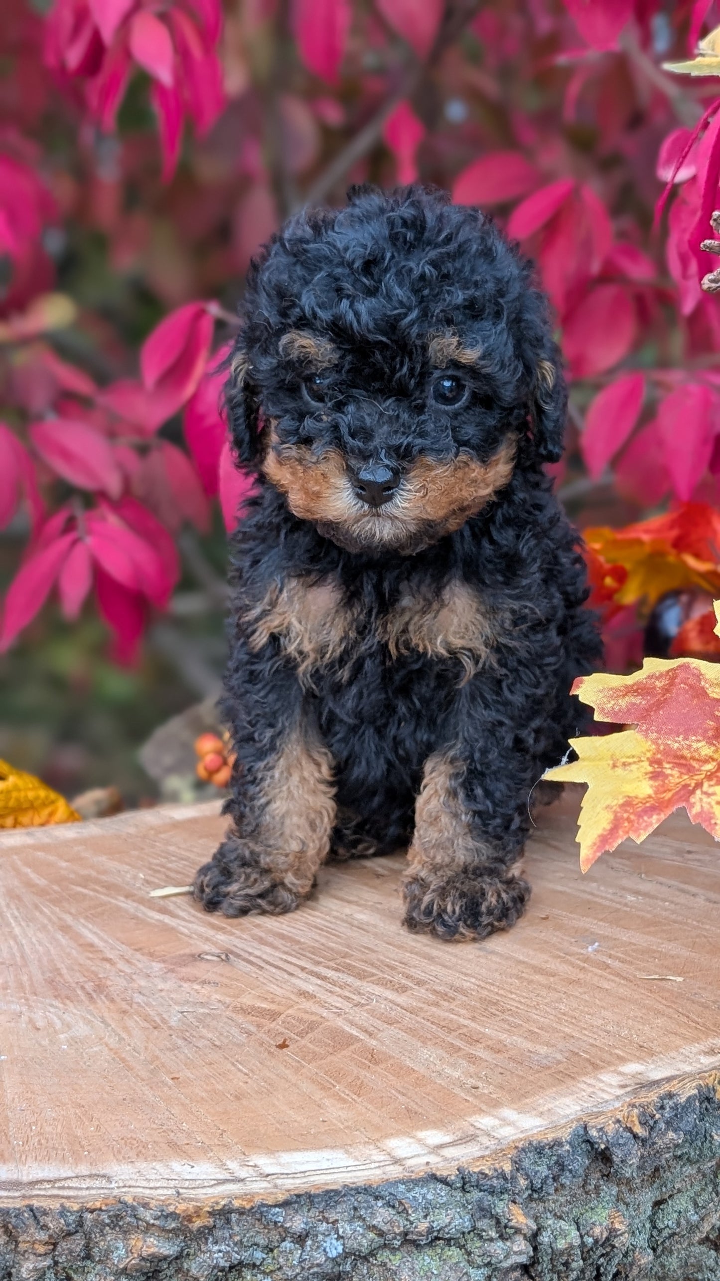 TOY POODLE (09/10) MALE