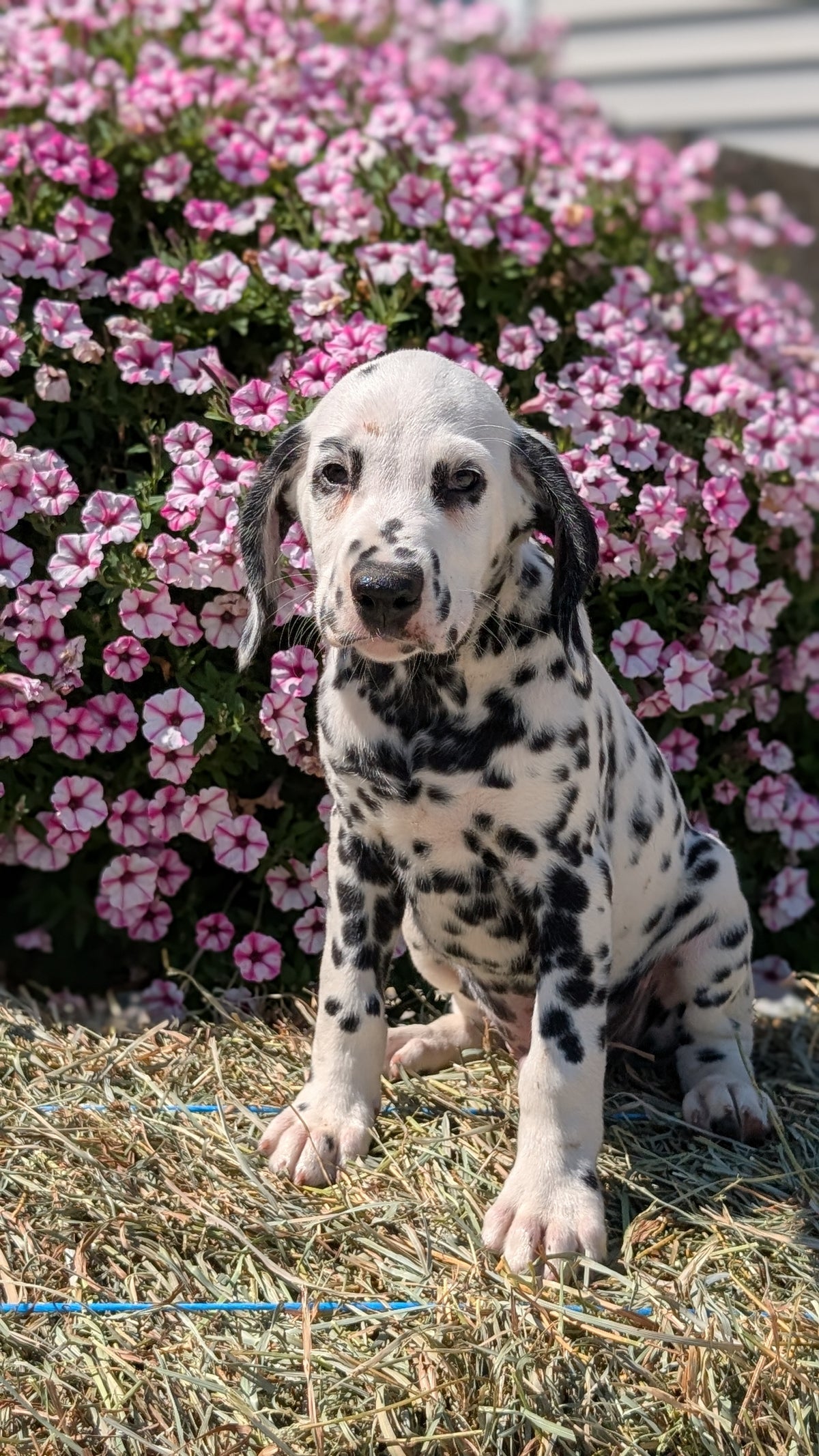 DALMATIAN (JUN 29) MALES