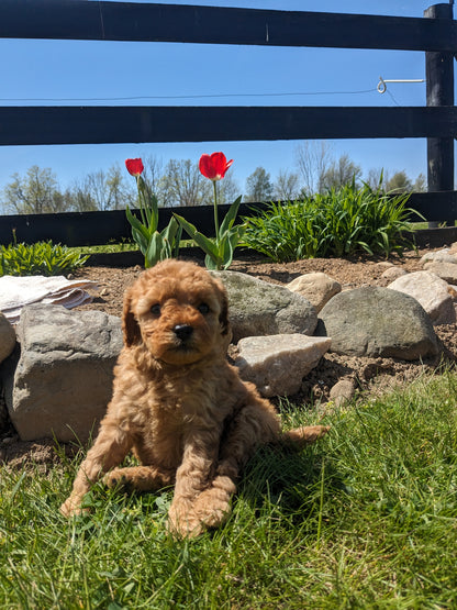 CAVAPOO (03/17) FEMALE
