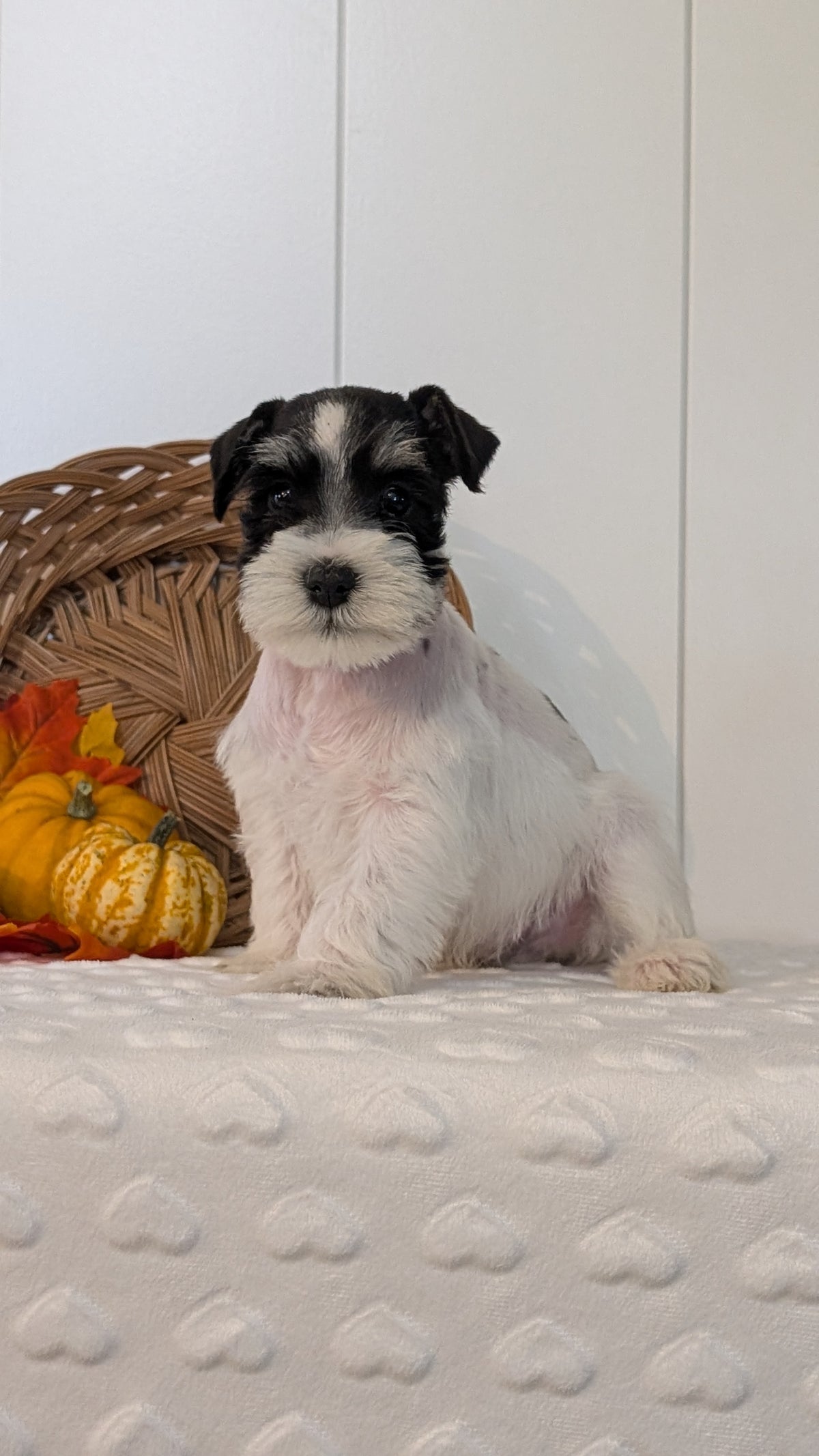 MINI SCHNAUZER (AUG 27) 4 FEMALES/1 MALE