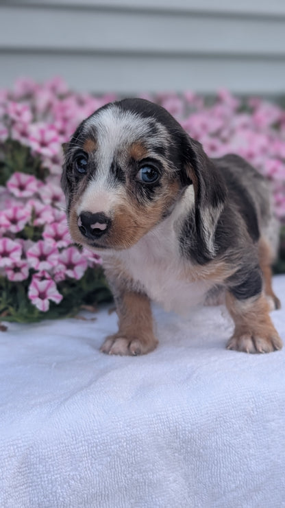 MINI DACHSHUND (JUN 04) FEMALES
