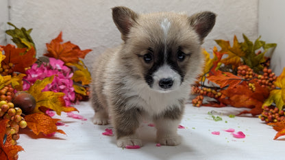 CORGI (09/17) MALE
