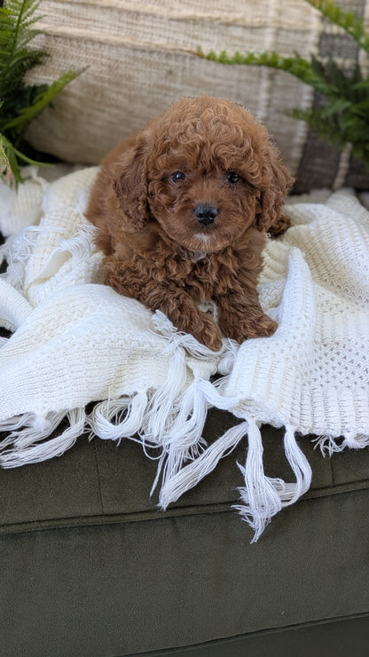 CAVAPOO (01/10) FEMALE