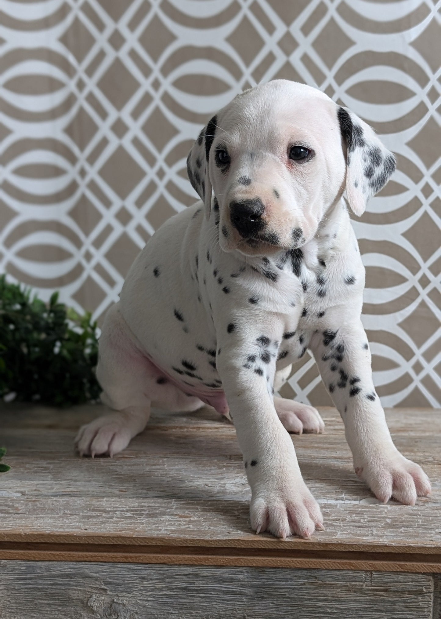 DALMATIAN (FEB 06) MALES