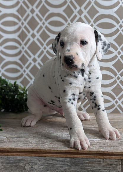 DALMATIAN (FEB 06) MALES