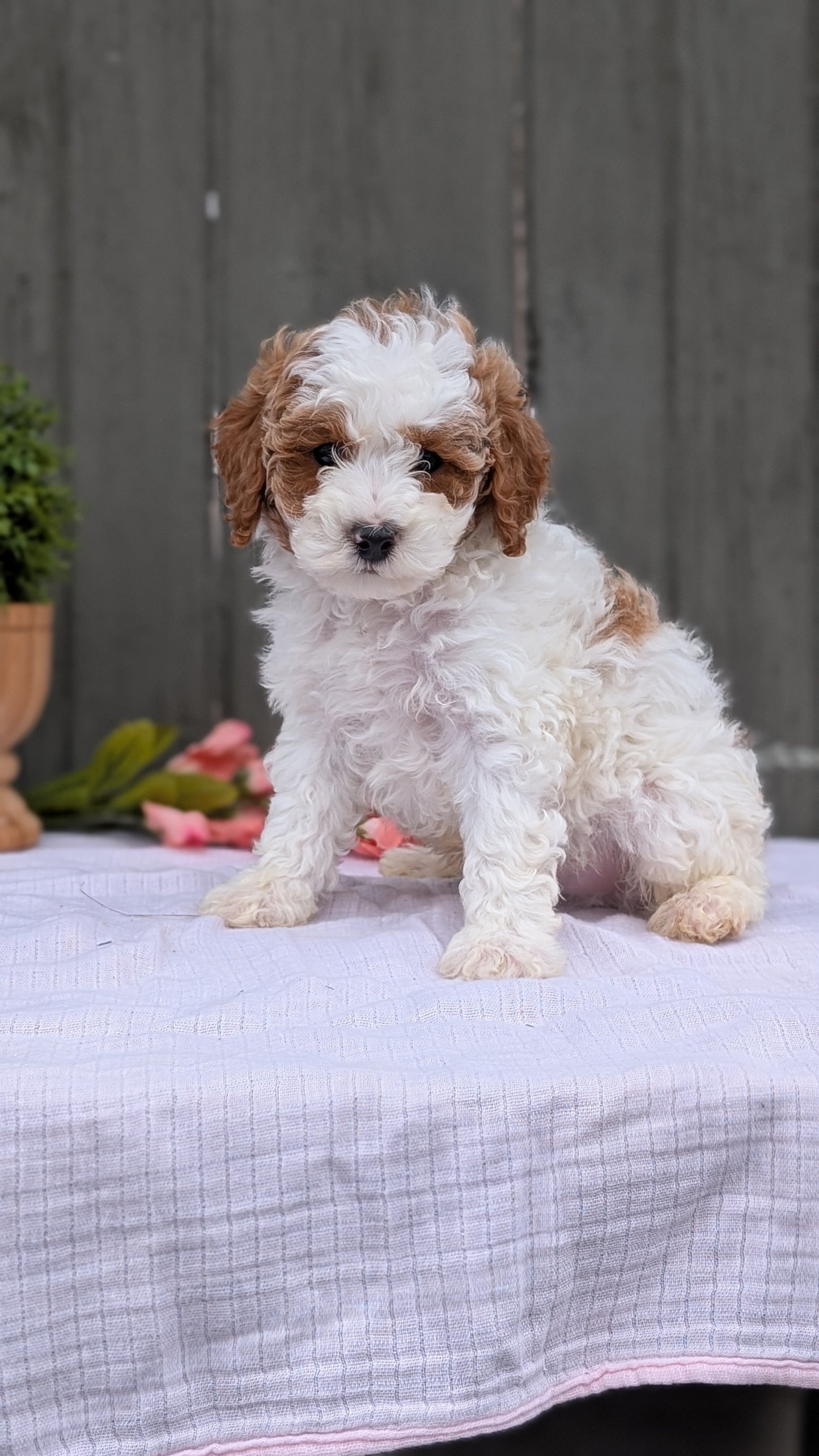 MINI POODLE (MAY 08) MALES