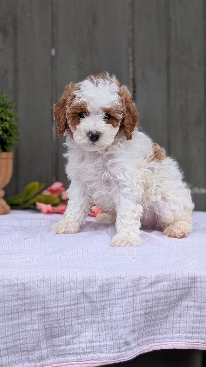 MINI POODLE (MAY 08) MALES