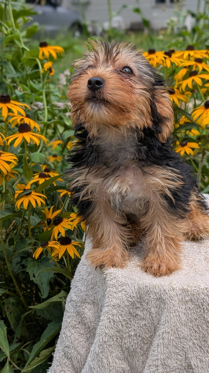 YORKSHIRE TERRIER (05/23) MALE