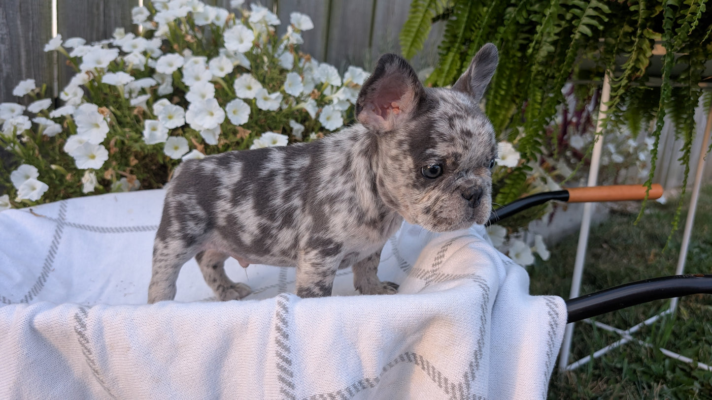FRENCH BULLDOG (07/15) MALE