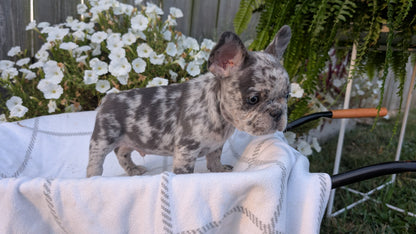FRENCH BULLDOG (07/15) MALE
