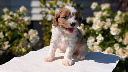 CAVAPOO (AUG 20) 2 MALES/1 FEMALE
