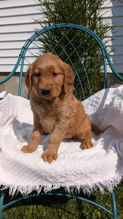 GOLDEN RETRIEVER (07/24) FEMALE