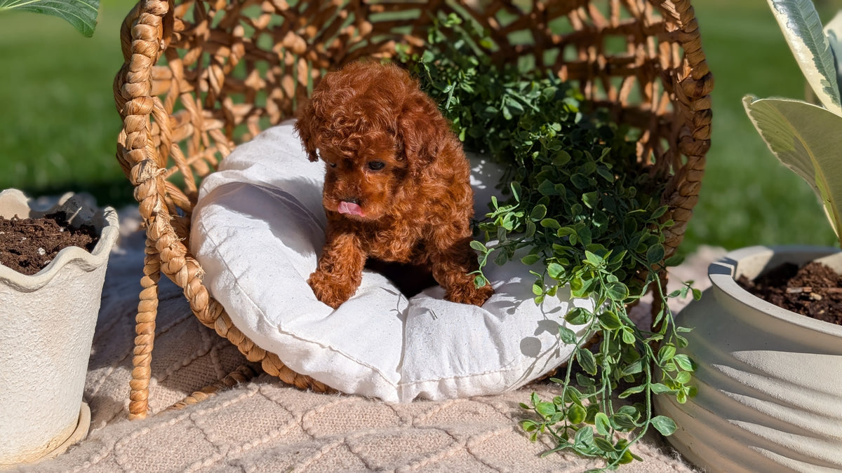 TOY POODLE (AUG 20) 1 FEMALE