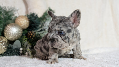 FRENCH BULLDOG (OCT 08) FEMALES