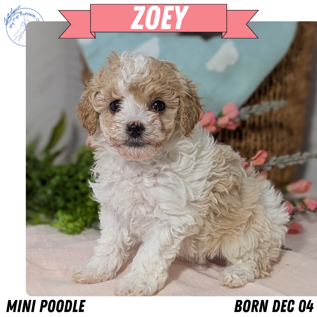 MINI POODLE (DEC 04) FEMALE