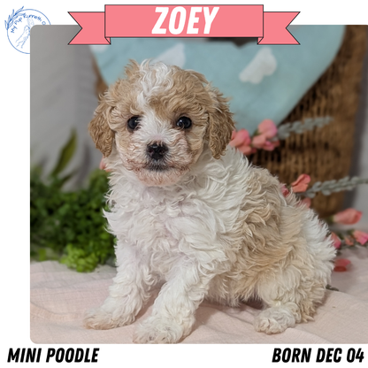 MINI POODLE (DEC 04) FEMALE